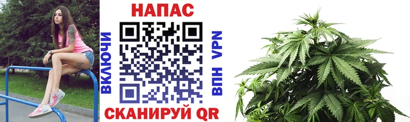 купить закладку  гидра маркетплейс  Шишки марихуана конопля  Шарья 